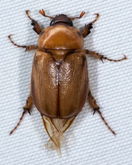 Cyclocephala hirta