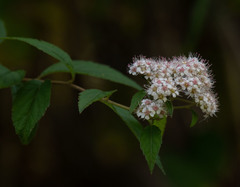 Spiraea formosana