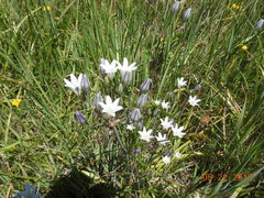 Triteleia peduncularis