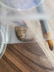 Hoplodrina octogenaria