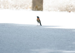 Tarsiger johnstoniae