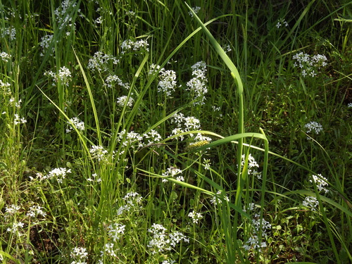 Cardamine lyrata iNat (2)