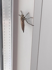 Eutolmus rufibarbis