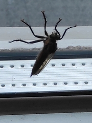 Eutolmus rufibarbis
