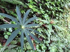 Paris polyphylla stenophylla