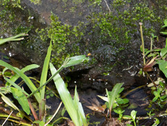 Prodasineura croconota