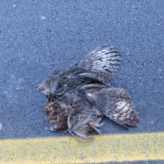 Bubo virginianus magellanicus