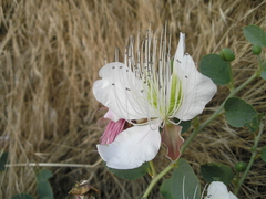 Capparis spinosa herbacea
