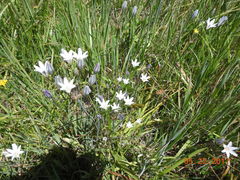 Triteleia peduncularis