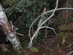 Passiflora rogitamensis