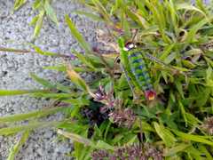 Poecilimon thoracicus