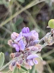 Pediomelum tenuiflorum
