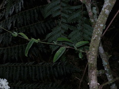 Passiflora rogitamensis
