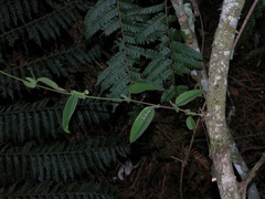 Passiflora rogitamensis