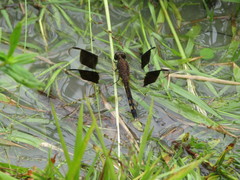 Erythrodiplax umbrata