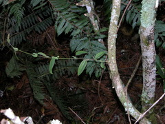 Passiflora rogitamensis