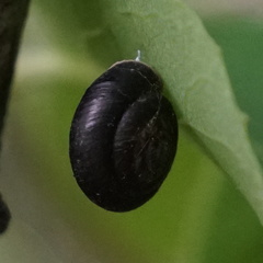 Gastrodontidae