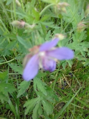 Geranium pratense