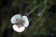 Calochortus superbus