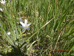 Triteleia peduncularis