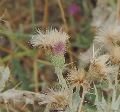 Cirsium pyrenaicum
