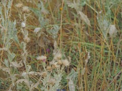 Cirsium pyrenaicum