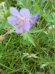 Geranium pratense