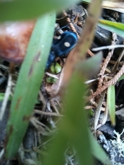 Pseudoxycheila tarsalis