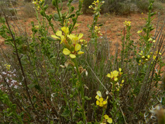 Vella pseudocytisus paui