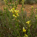 Vella pseudocytisus - Photo (c) mario_mairal, some rights reserved (CC BY-NC-ND), uploaded by mario_mairal