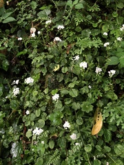 Trigonotis formosana elevatovenosa