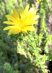 Cullumia setosa setosa