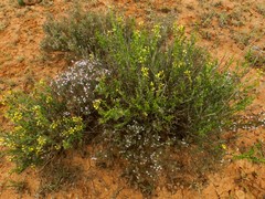 Vella pseudocytisus paui