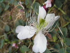 Capparis spinosa herbacea