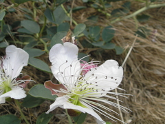 Capparis spinosa herbacea