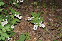 Deutzia crenata