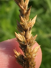 Carex sartwellii