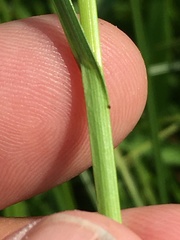 Carex sartwellii