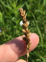 Carex sartwellii