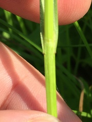 Carex sartwellii