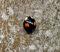 Harmonia axyridis