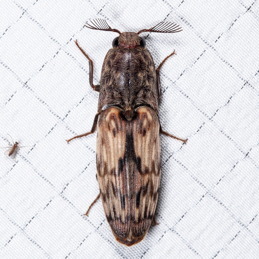 Bundled Click Beetle