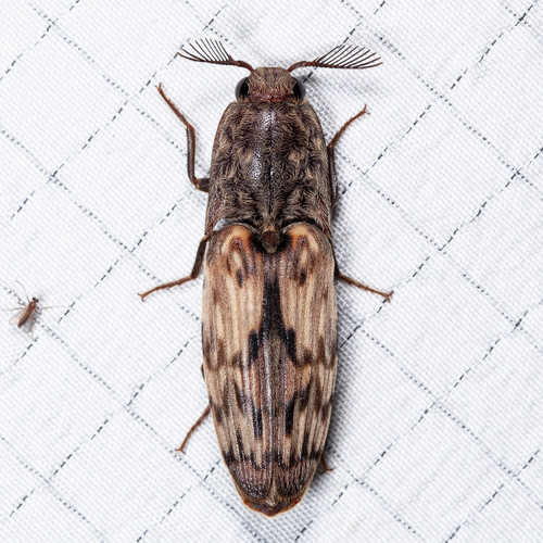 Pherhimius