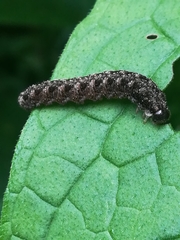 Tenthredo bipunctula