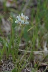 Oxytropis borealis