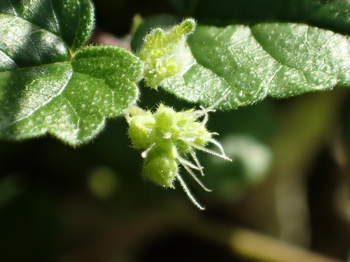 Image of Fine-Toothed Water Hop (Fatoua pilosa) by no rights reserved