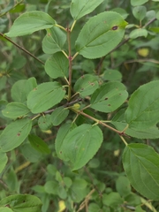 Rhamnus cathartica