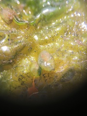 Ascidiella aspersa