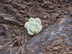 Echeveria simulans