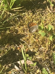 Lycaena phlaeas